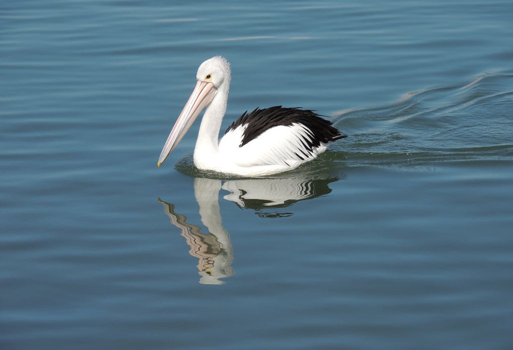 Mandurah Canals & Dolphin Watch Tour - We Wander