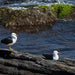 Maria Island National Park - Premium Private Photo - Oriented Day Tour - We Wander