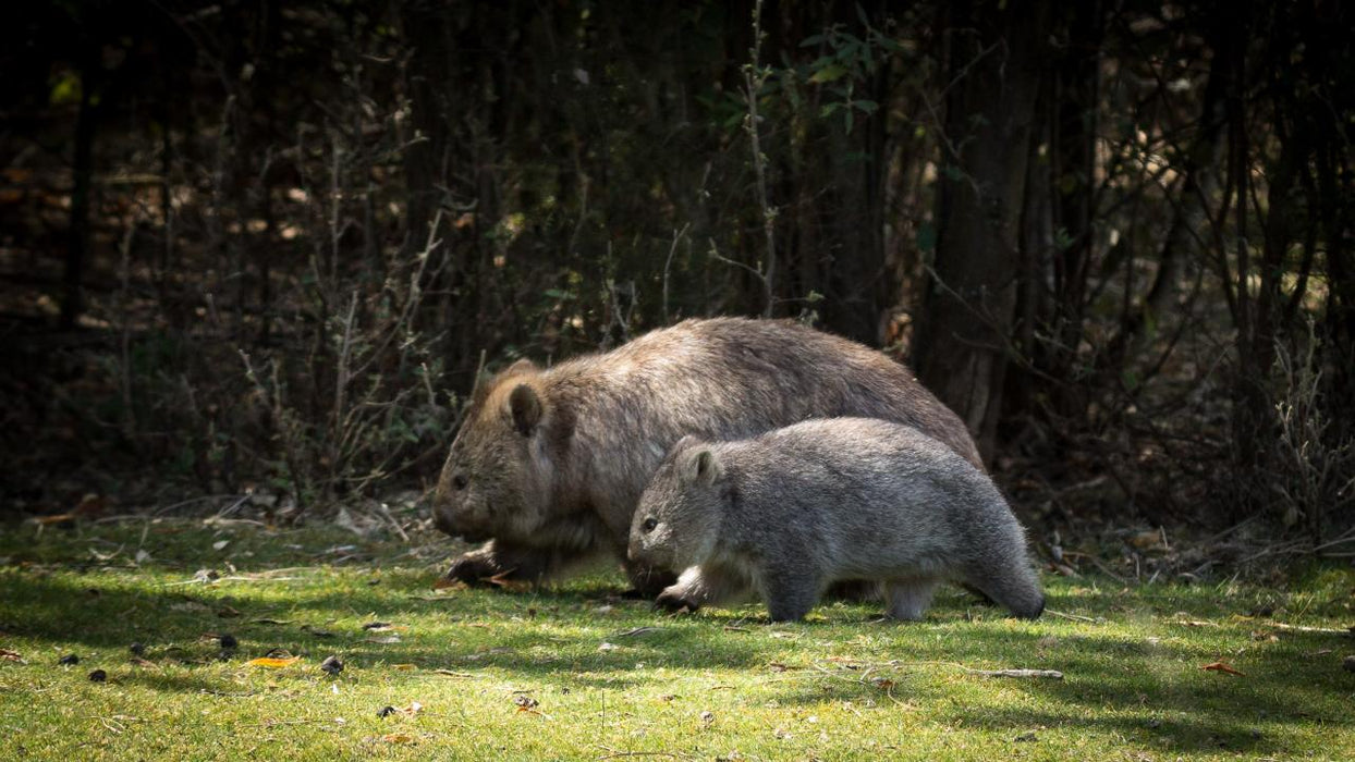 Maria Island National Park - Premium Private Photo - Oriented Day Tour - We Wander