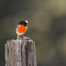 Maria Island National Park - Premium Private Photo - Oriented Day Tour - We Wander