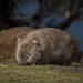 Maria Island National Park - Premium Private Photo - Oriented Day Tour - We Wander