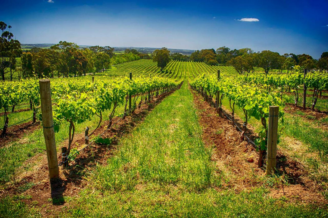 Mclaren Vale Winery Experience - We Wander