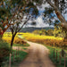 Mclaren Vale Winery Experience - We Wander