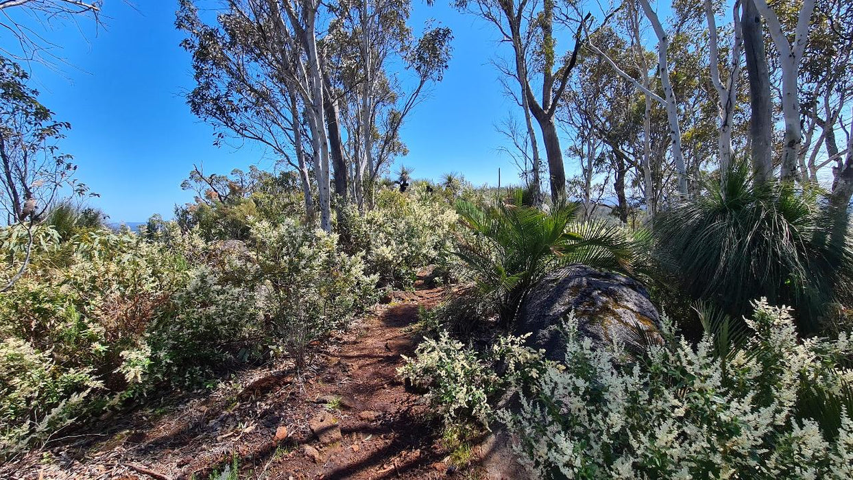 Mt Cooke Hiking Experience - We Wander