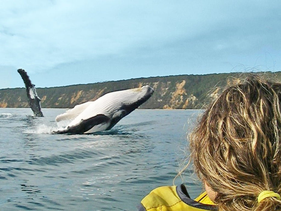 Noosa Private Day Tour - Double Island Point Wildlife Adventure - We Wander