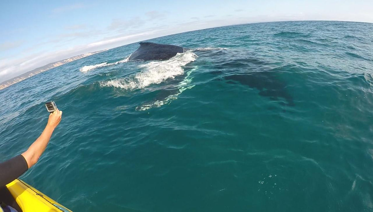 Noosa Private Day Tour - Double Island Point Wildlife Adventure - We Wander