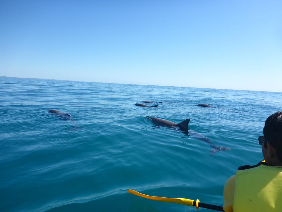 Noosa Private Day Tour - Double Island Point Wildlife Adventure - We Wander