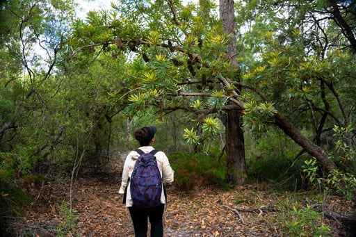 Pack - Free Camping: Lake Mckenzie Eco Walk - 2 Days - We Wander