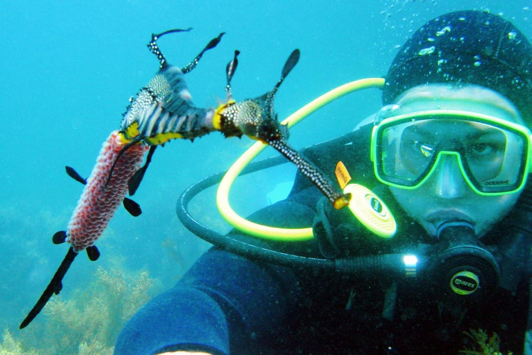 Padi Open Water Dive Course - We Wander