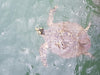 Palm Cove Double Island Kayak Turtle Tour - We Wander