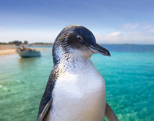 Penguin Island Adventure Tour - We Wander