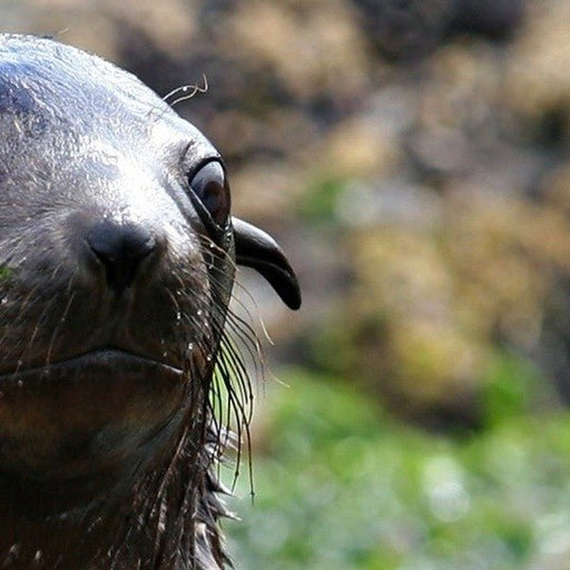 Phillip Island Seal Cruise - We Wander