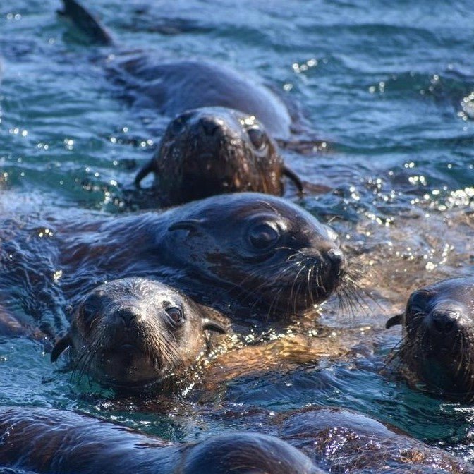 Phillip Island Seal Cruise - Family - We Wander