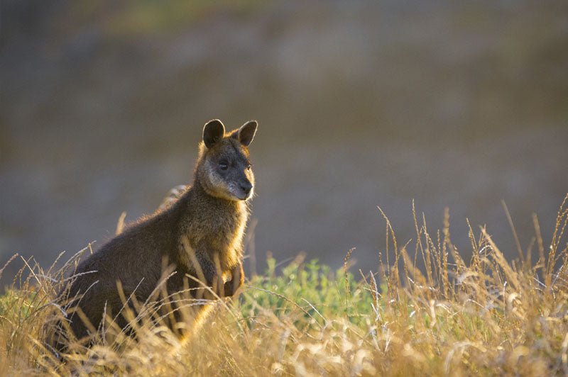 Phillip Island Wine, Wildlife, & Penguins Tour From Melbourne - We Wander