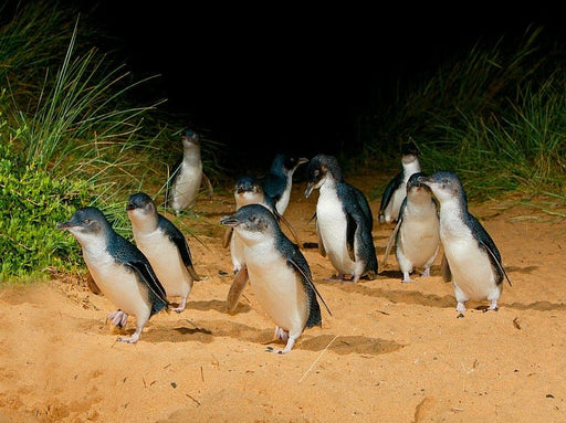 Phillip Island Wine, Wildlife, & Penguins Tour From Melbourne - We Wander