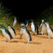 Phillip Island Wine, Wildlife, & Penguins Tour From Melbourne - We Wander