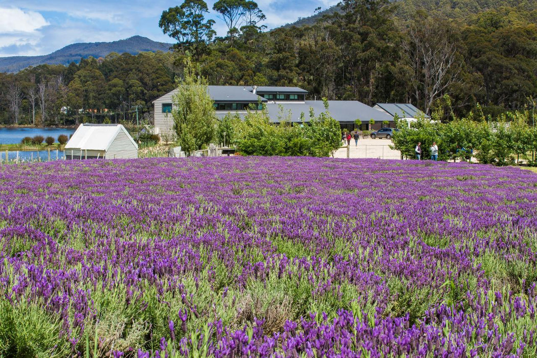 Port Arthur Shuttle And Tasman Sights - We Wander