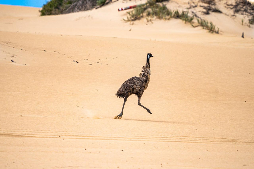 Port Lincoln - Wildlife, Sightseeing & 4Wd Tour - We Wander