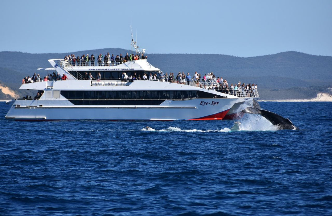 Premium Whale Watching Adventure - Ex Brisbane Cbd - We Wander