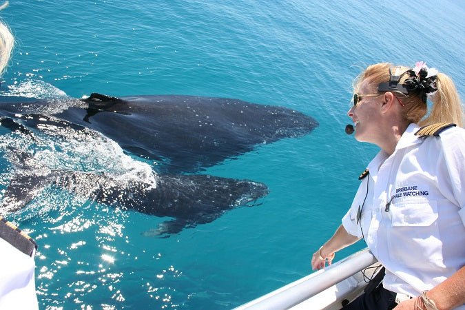 Premium Whale Watching Adventure - Ex Brisbane Cbd - We Wander