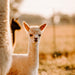 Private Online Alpaca Meet & Greet Experience - We Wander