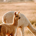 Private Online Alpaca Meet & Greet Experience - We Wander