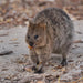 Rottnest Photographic Day Tour Without Ferry - We Wander