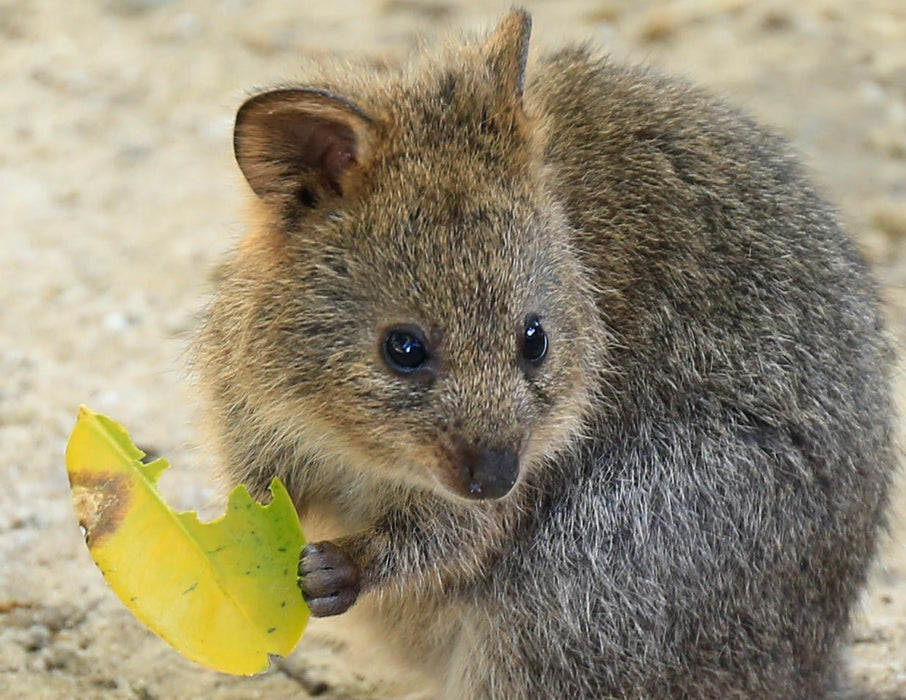 Rottnest Photographic Day Tour Without Ferry - We Wander