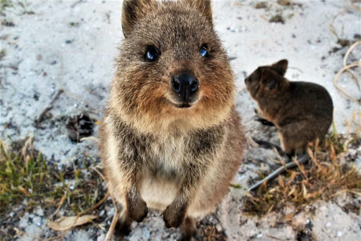 Rottnest Photographic Day Tour Without Ferry - We Wander