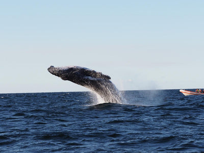 Safari - Style Whale Watching Gold Coast - We Wander