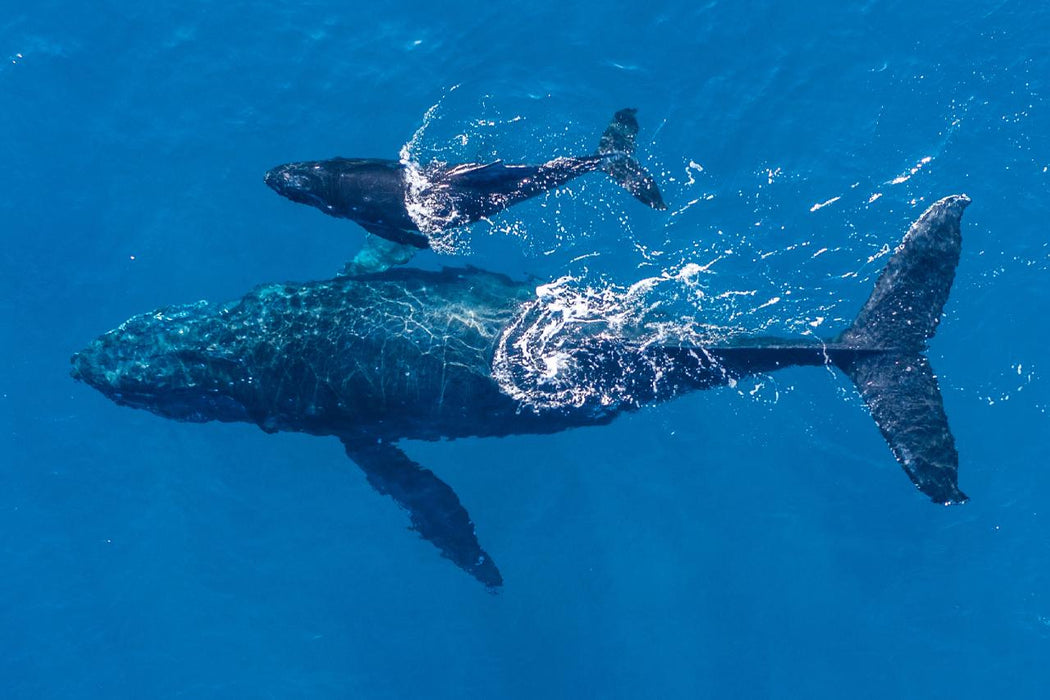 Safari - Style Whale Watching Gold Coast - We Wander