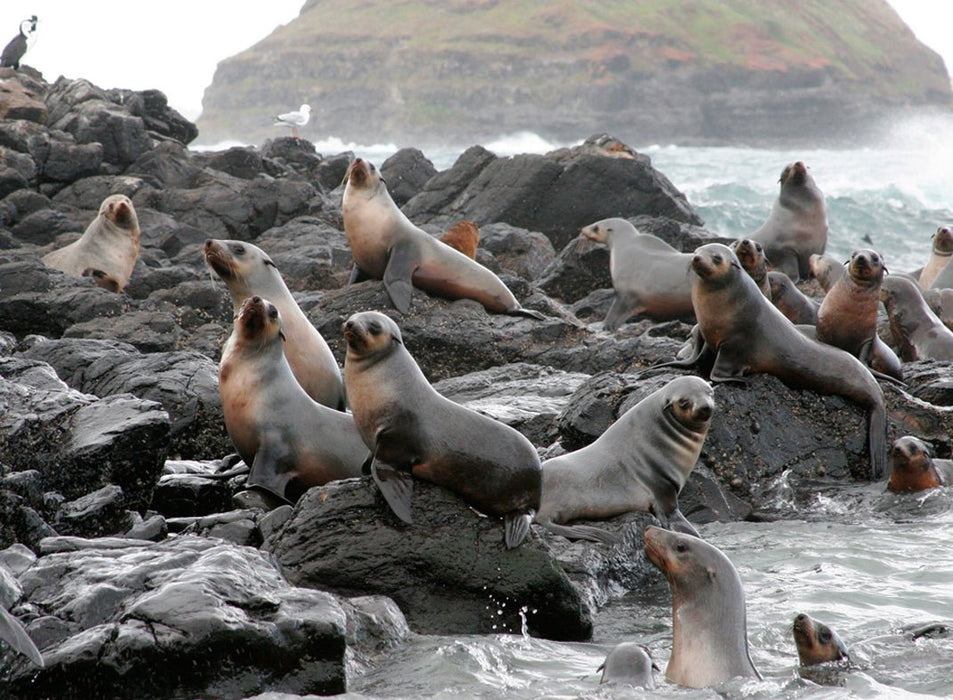 Scenic Flight 3 - Seal Rocks, Penguins & The Gp Circuit - We Wander