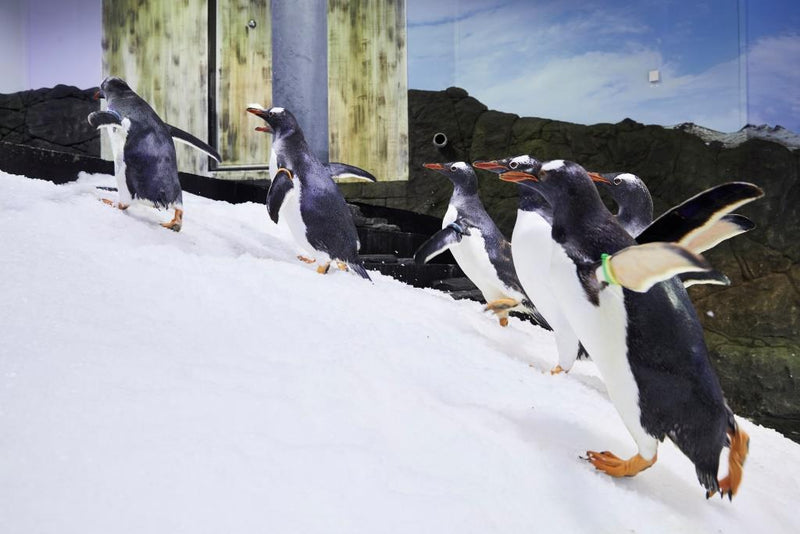 Sea Life Sydney Aquarium - Daily Offpeak - We Wander