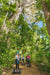 Segway Rainforest Discovery Tour - We Wander