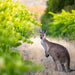 Sip, Savour, And Discover: Mclaren Vale's Sustainable Wine Journey - Private Tour - We Wander