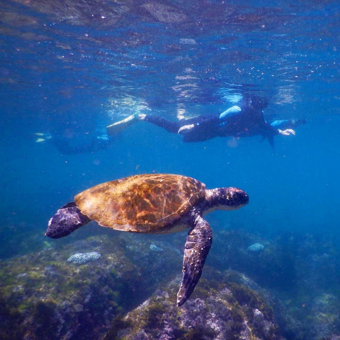 Snorkel With The Turtles In A Private Boat - We Wander