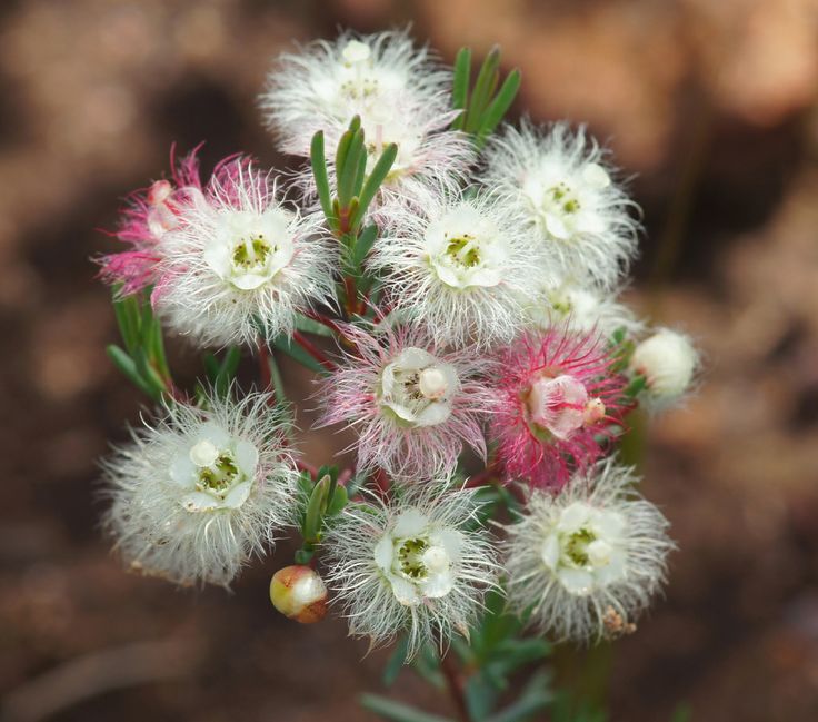 Southern Wheatbelt Wander Two Nights & Three Days - We Wander