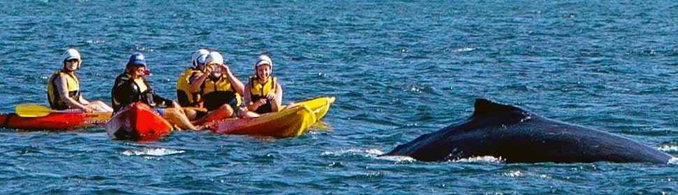 The Byron Bay Sea Kayak Tour - We Wander