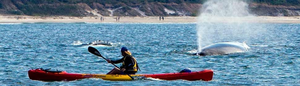 The Byron Bay Sea Kayak Tour - We Wander