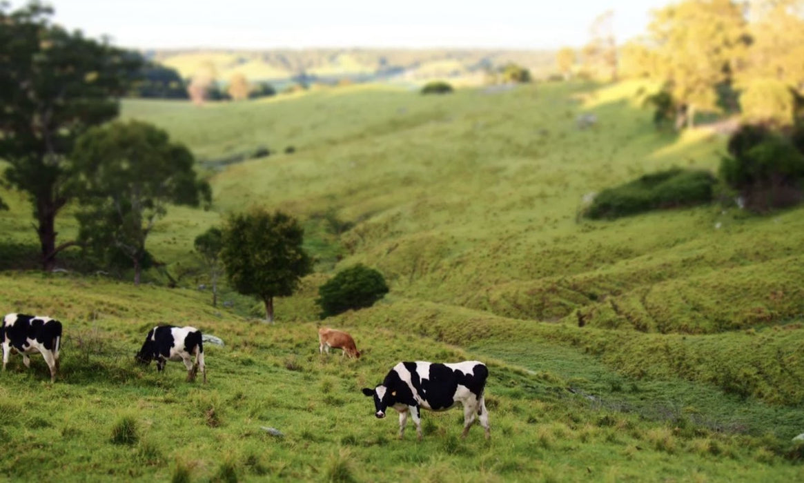 Tilba's Heritage Walk To Brunch - We Wander