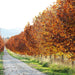 Tour De Mudgee Cellar Door - We Wander