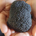 Truffle Hunt, Touch And Taste - We Wander