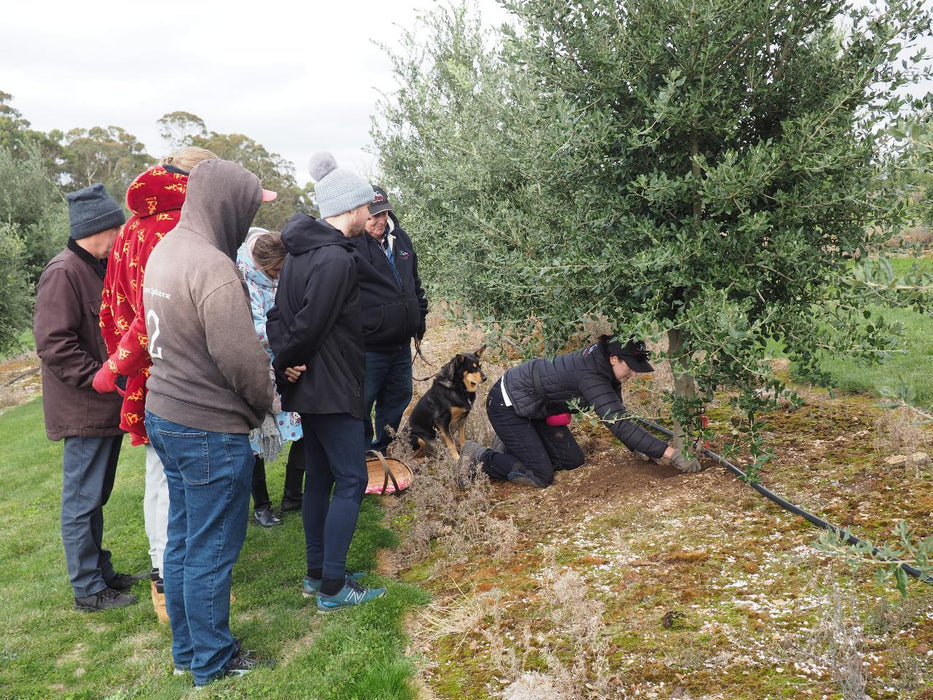 Truffle Hunt, Touch And Taste - We Wander