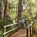 Valley Of The Giants Tree Top Walk - We Wander