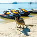 Weekend Breakfast Safari With Extended Island Stop - 1.5 Hour Jet Ski Safari - We Wander