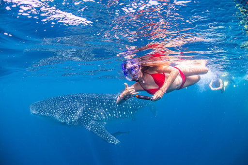 Whale Shark Adventure Swim Exmouth - We Wander