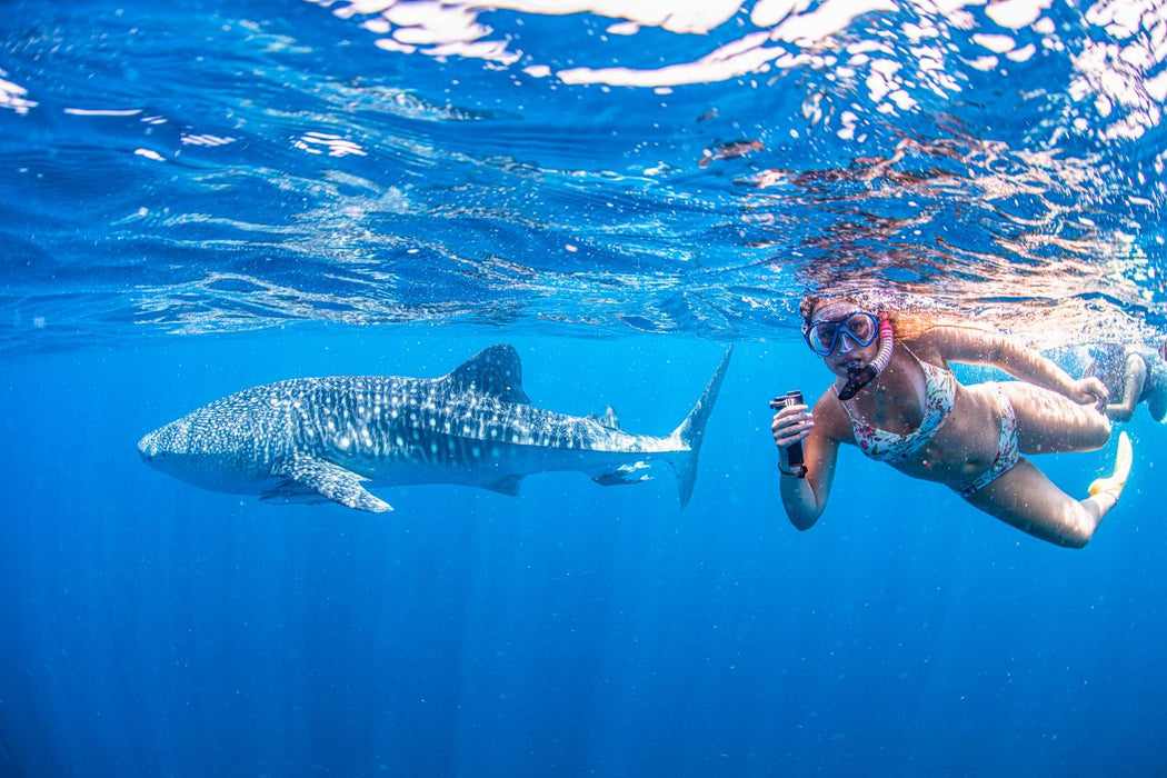 Whale Shark Adventure Swim Exmouth - We Wander