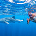 Whale Shark Adventure Swim Exmouth - We Wander