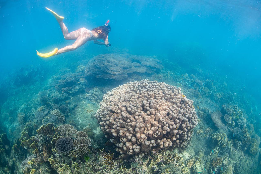 Whale Shark Adventure Swim Exmouth - We Wander