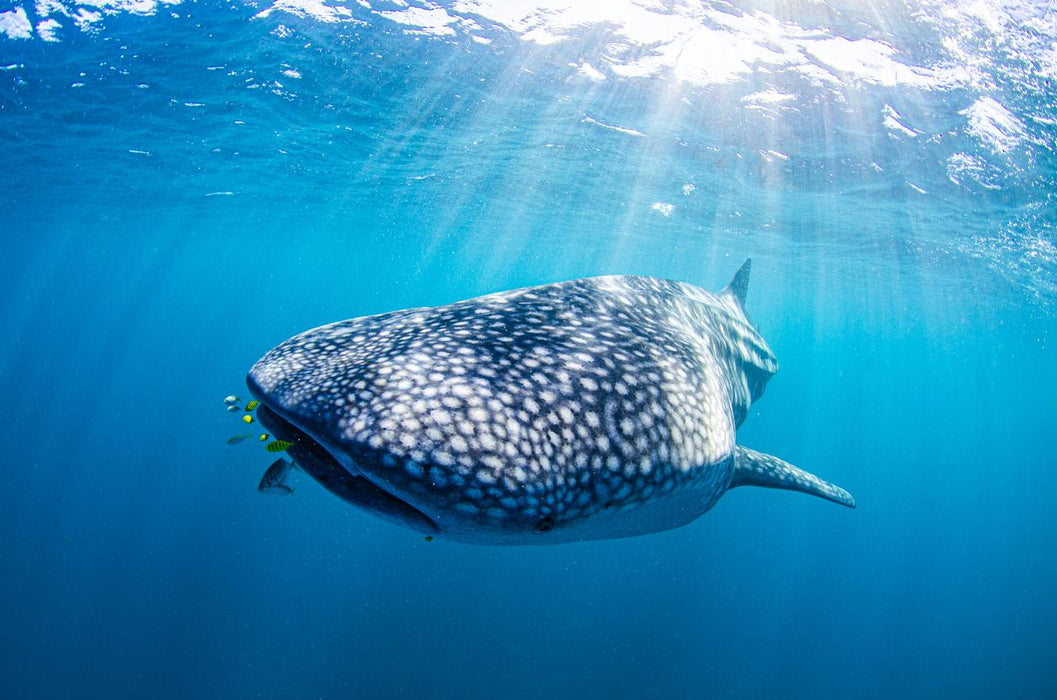 Whale Shark Adventure Swim Exmouth - We Wander